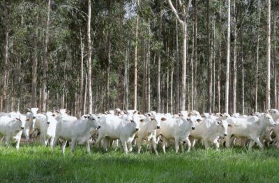Imagem da notícia Produtores de MS devem declarar rebanhos até dia 1º de dezembro; omissão leva a bloqueio e multas
